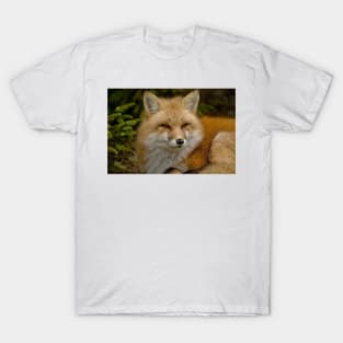 Red Fox T-Shirt